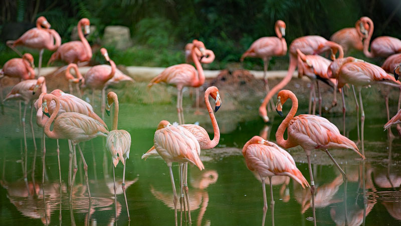 Enjoy flamingos with a south of France barge cruise